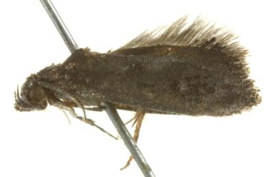 Acedesta picicolor