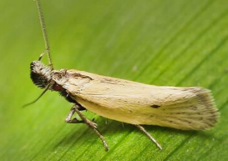 Thema protogramma