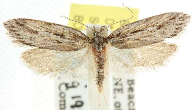 Anomozancla scopariella