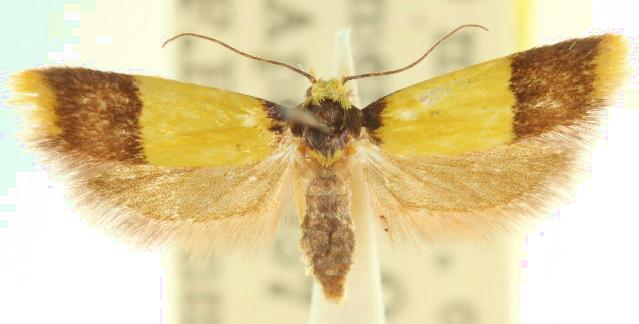 Tachystola sidonia