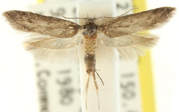 Artiastis stenopolia