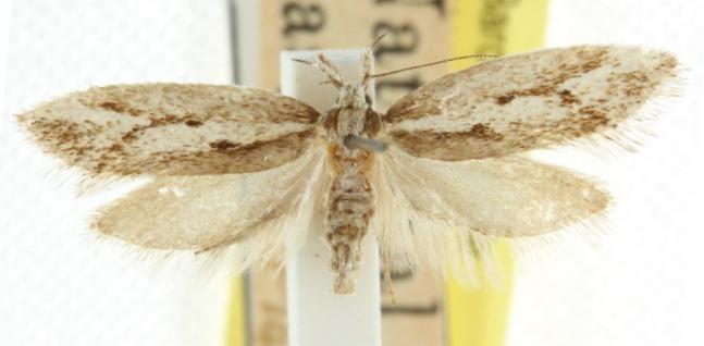 Pantogymna titanitis