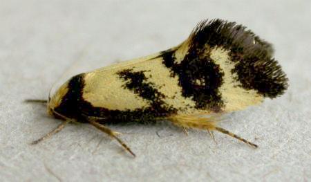 Olbonoma triptycha