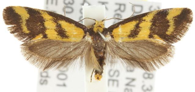 Olbonoma triptycha