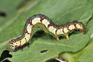 Xanthodes albago