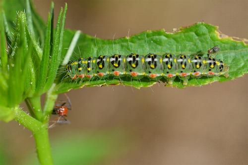 Xanthodes amata