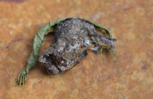 Xanthodes amata