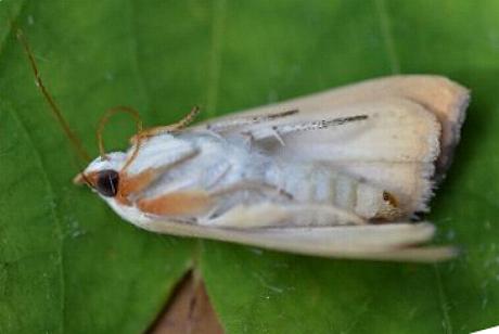 Xanthodes amata