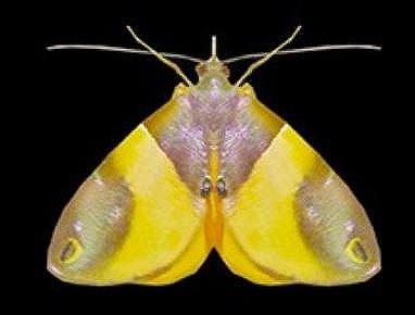 Cacyparis brevipennis