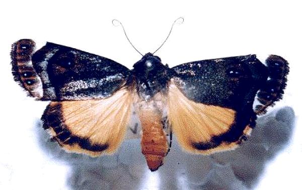 Armactica columbina