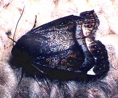 Armactica columbina