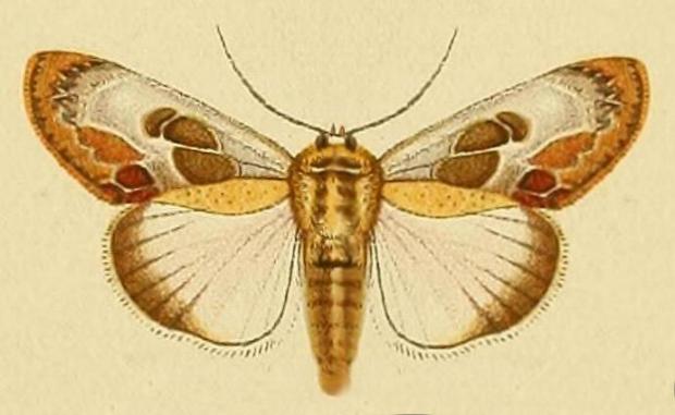 Westermannia gloriosa