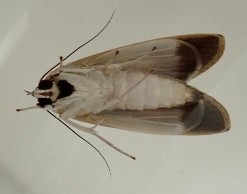 Westermannia gloriosa