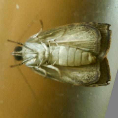 Austrocarea iocephala
