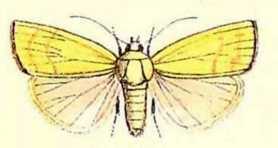 Earias luteolaria