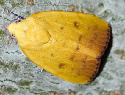 Earias luteolaria