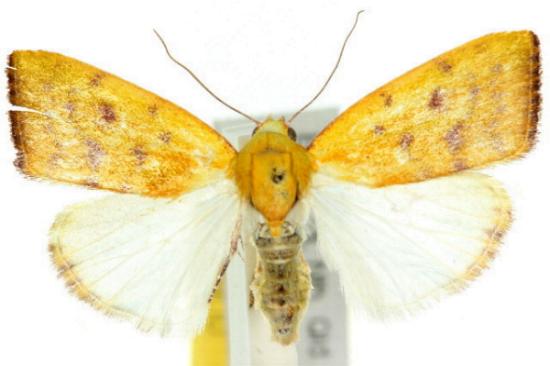 Earias luteolaria