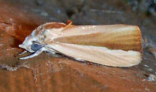 Earias vittella