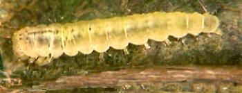 Brenthia albimaculana