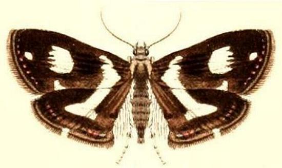 Brenthia albimaculana