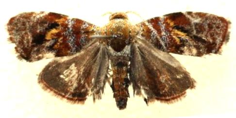 Choreutis emplecta