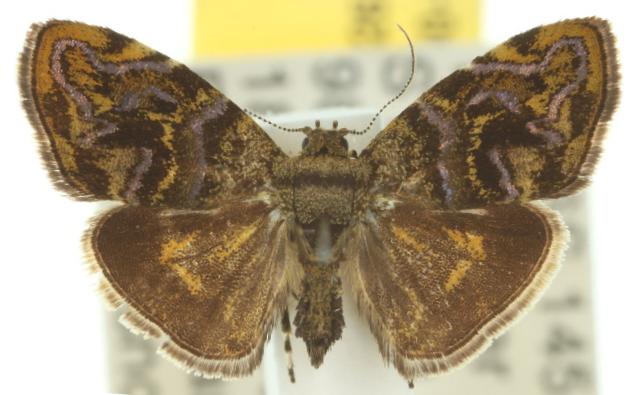 Choreutis metallica