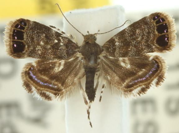 Brenthia quadriforella