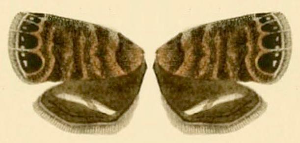 Brenthia quadriforella