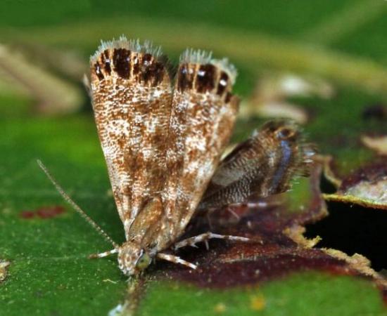 Brenthia quadriforella