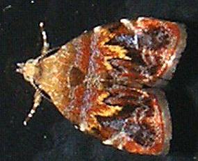 Choreutis sexfasciella