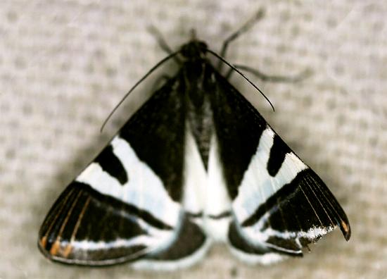 Phrataria bijugata