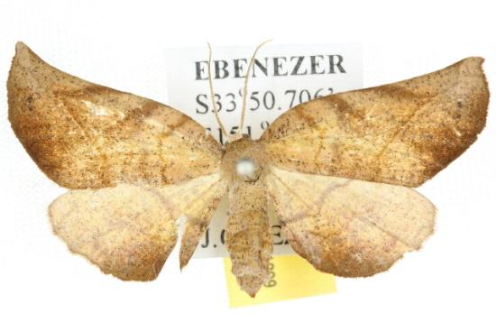 Parepisparis brevidactyla