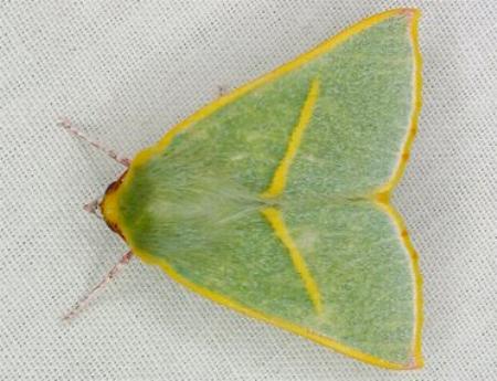 Oenochroma cerasiplaga