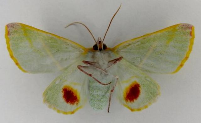 Oenochroma cerasiplaga