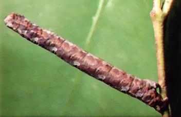 Epidesmia chilonaria