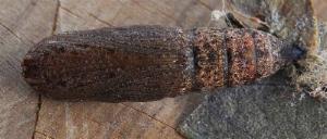 Epidesmia chilonaria