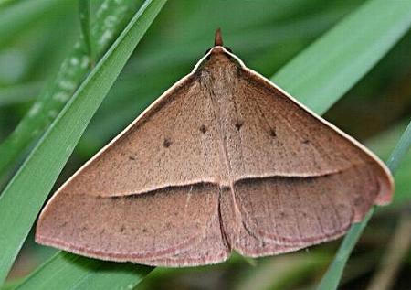 Epidesmia chilonaria
