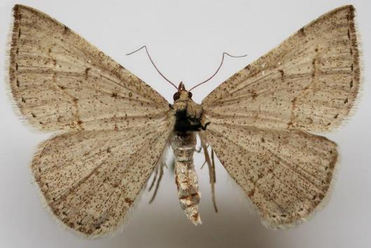 Taxeotis intermixtaria