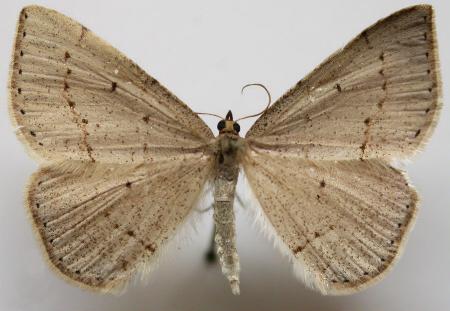 Taxeotis intermixtaria