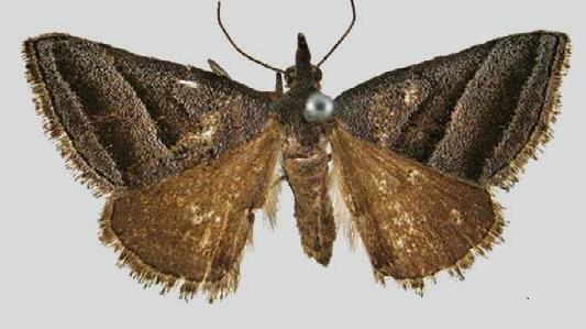 Dichromodes loxotropha