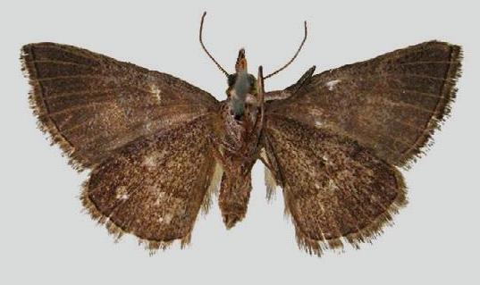 Dichromodes loxotropha