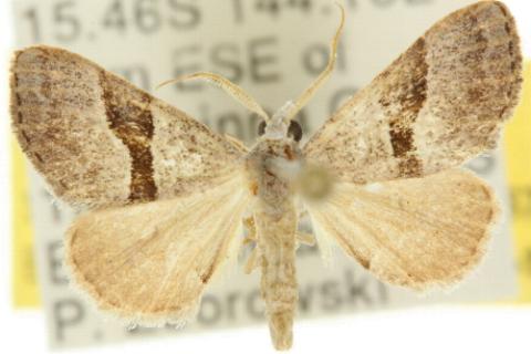 Dichromodes mesotoma