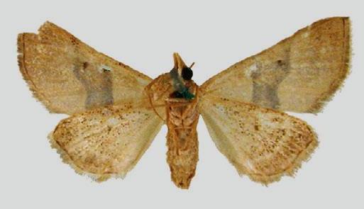 Dichromodes mesotoma