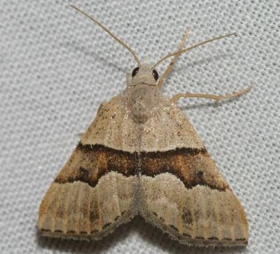 Dichromodes mesotoma