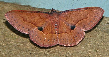 Physetostege miranda