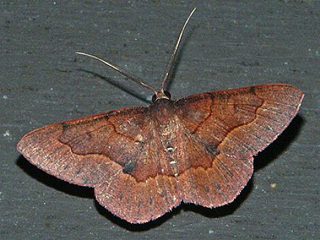 Physetostege miranda