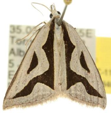 Dichromodes personalis