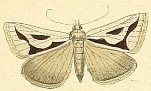 Dichromodes personalis