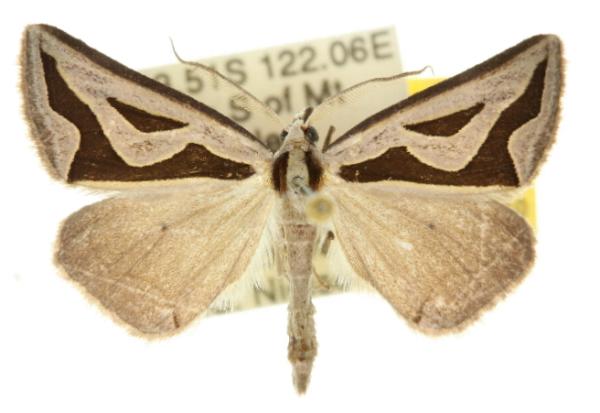 Dichromodes personalis