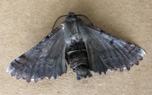 Hypographa phlegetonaria